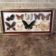 butterfly taxidermy for sale