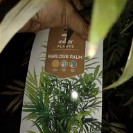 palm plant for sale