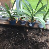 clivia plants for sale