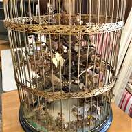 victorian taxidermy birds for sale
