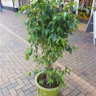 square plant pots 14cm for sale