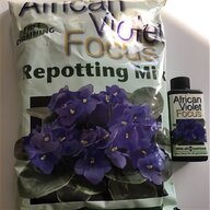 african violet for sale