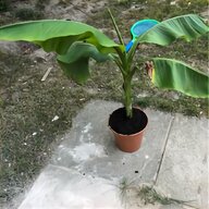 banana palm for sale