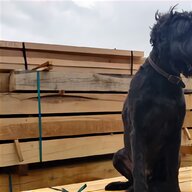 4x2x4 8 treated timber for sale
