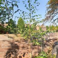 silver birch trees for sale