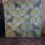framed butterflies for sale