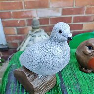 dove pigeon birds for sale