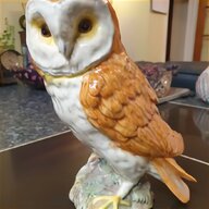 barn owl for sale