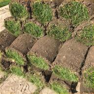 lawn turf for sale
