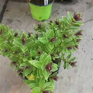 hebe plant for sale