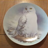 snowy owl for sale