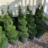 buxus tree for sale