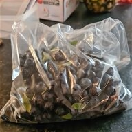 sloes for sale
