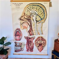 vintage anatomical for sale