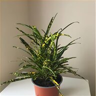 real plants for sale