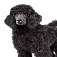 black poodle for sale