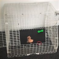 pet rats for sale