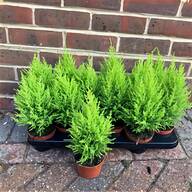 conifer trees for sale