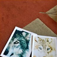 wolves for sale