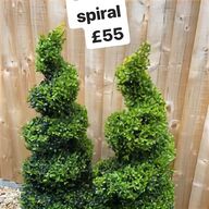 boxwood for sale