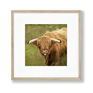 highland bull for sale