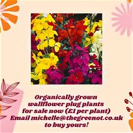 wallflowers for sale