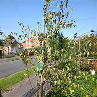 silver birch trees for sale