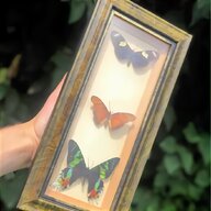 butterfly specimen for sale