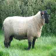 suffolk sheep for sale