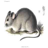 chinchilla rat for sale