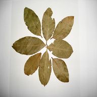 bay leaf for sale