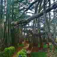 banyan tree for sale