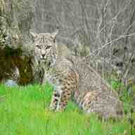 bobcats for sale