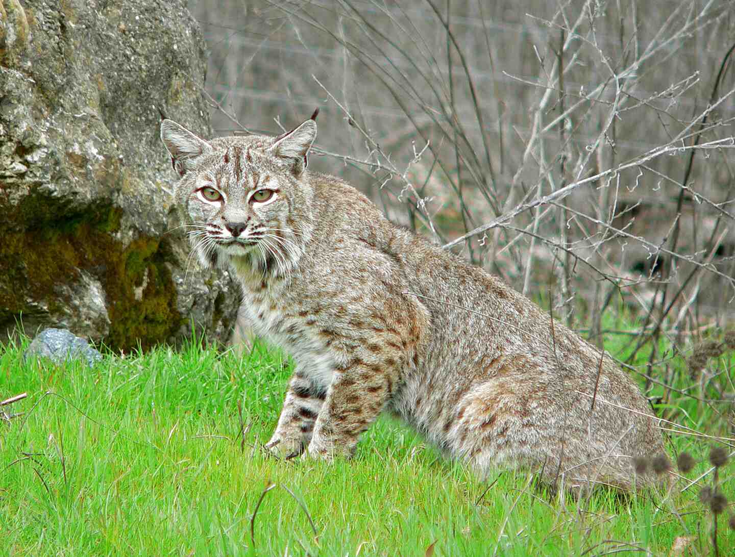 Cat Bobcat for sale in UK 16 secondhand Cat Bobcats