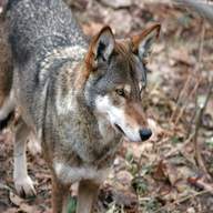 red wolf for sale