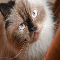 himalayan cat for sale