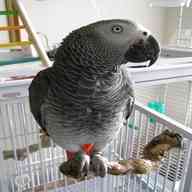 pet parrots for sale