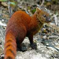 mongoose for sale