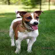 jack russell terrier for sale for sale