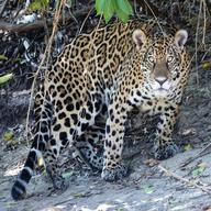 jaguar cat for sale