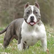 american pocket bully for sale