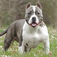 american bully pocket for sale