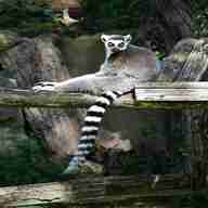 ring tailed lemur for sale