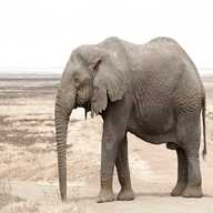 african elephant for sale