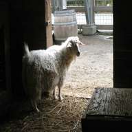 cashmere goat for sale