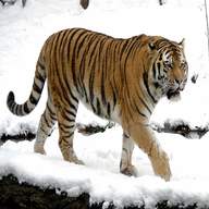 siberian tiger for sale
