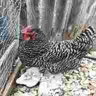 barred plymouth rock eggs for sale