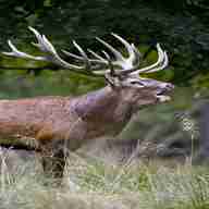 antlers stag for sale