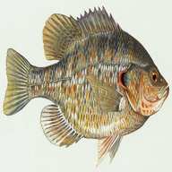 sunfish fish for sale