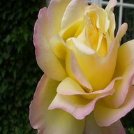 hybrid tea rose for sale
